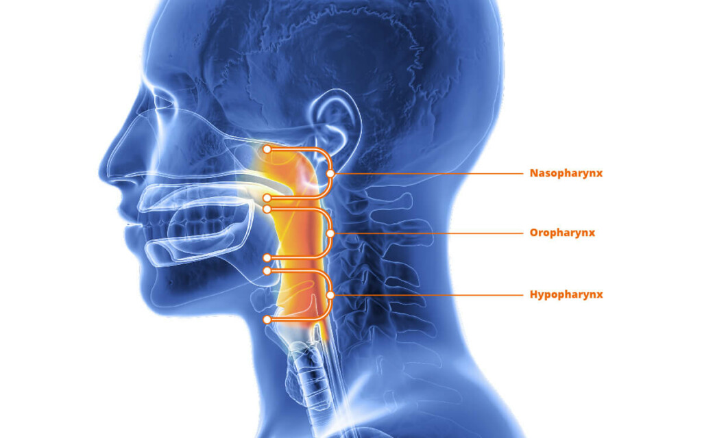 Röntgen-Profilansicht des menschlichen Rachens (Pharynx).